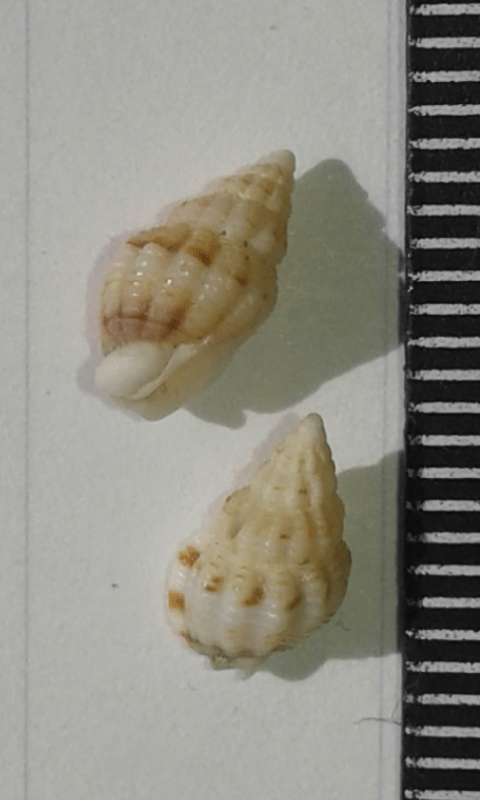 Nassariidae : Nassarius da ID